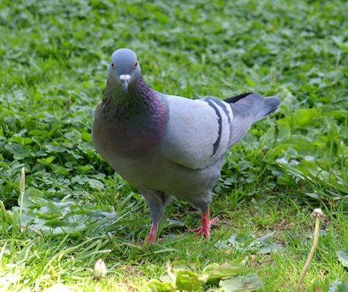 Domestic Pigeon | Columba livia photo