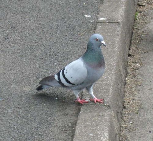 Domestic Pigeon | Columba livia photo