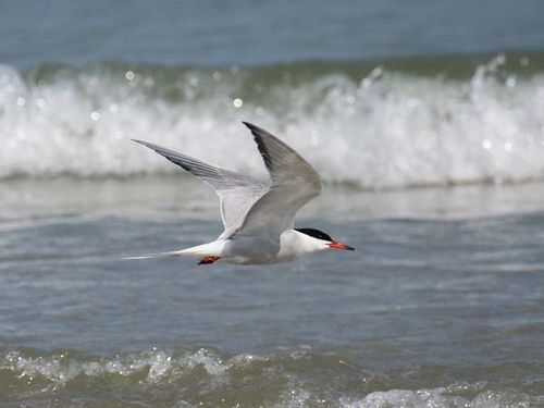 Common Tern | Sterna hirundo photo