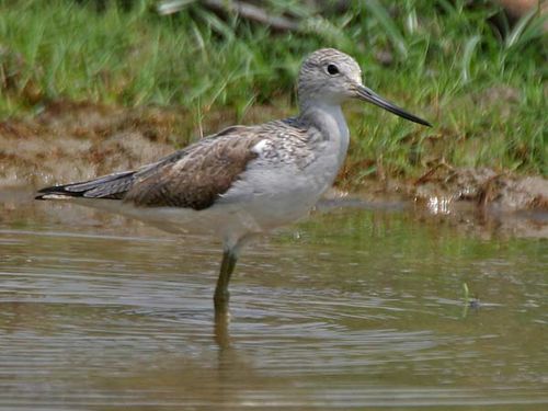 Common Greenshank | Tringa nebularia photo