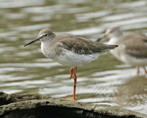 Common Redshank | Tringa totanus photo