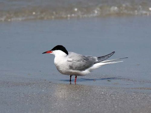 Common Tern | Sterna hirundo photo