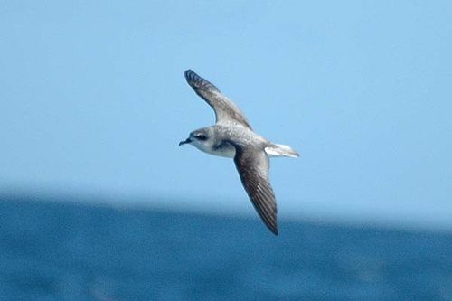 Cooks Petrel | Pterodroma cookii photo