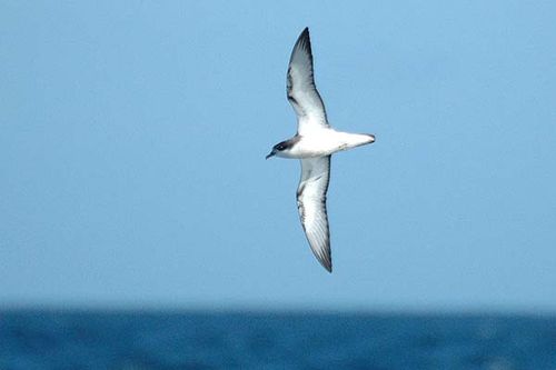 Cooks Petrel | Pterodroma cookii photo