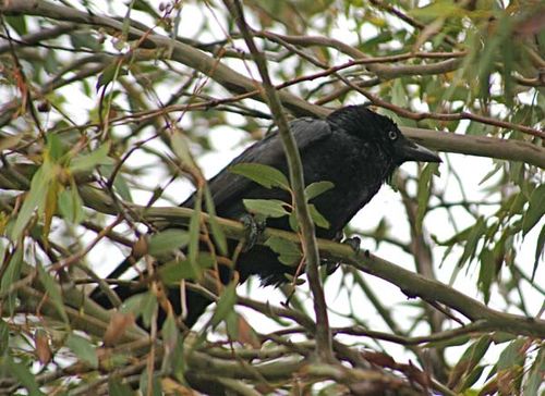 Little Raven | Corvus mellori photo