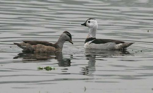 Cotton Pygmy-goose | Nettapus coromandelianus photo