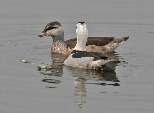 Cotton Pygmy-goose | Nettapus coromandelianus photo