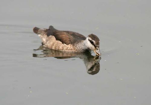 Cotton Pygmy-goose | Nettapus coromandelianus photo