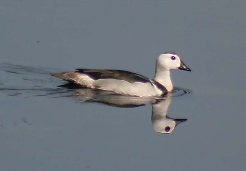 Cotton Pygmy-goose | Nettapus coromandelianus photo