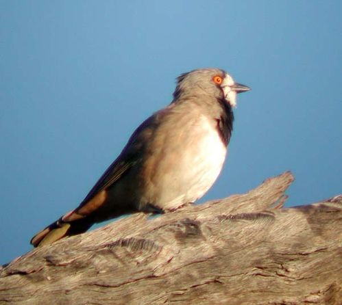 Crested Bellbird | Oreoica gutturalis photo