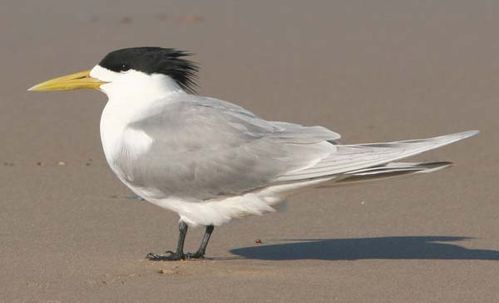 Crested Tern | Sterna bergii photo