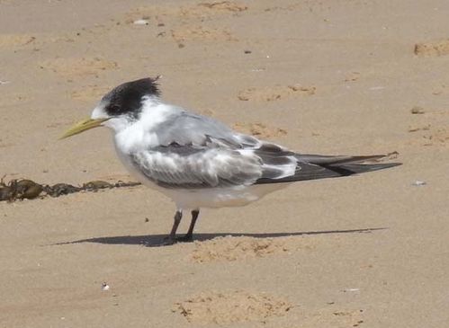 Crested Tern | Sterna bergii photo