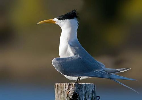 Crested Tern | Sterna bergii photo