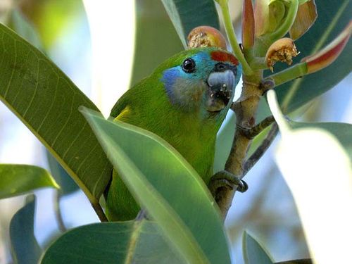 Double-eyed Fig Parrot | Cyclopsitta diophthalma photo
