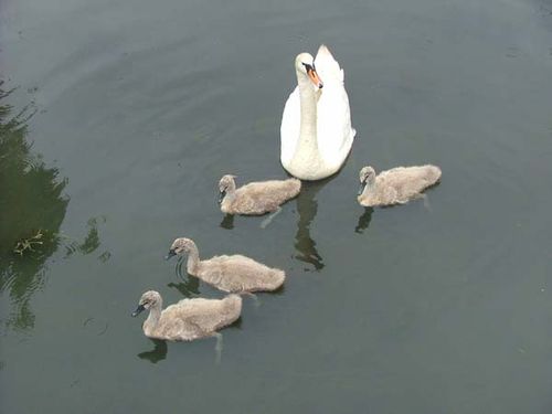 Mute Swan | Cygnus olor photo