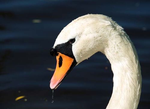 Mute Swan | Cygnus olor photo