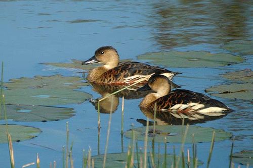 Wandering Whistling-Duck | Dendrocygna arcuata photo