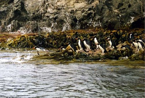 Snares Penguin | Eudyptes robustus photo