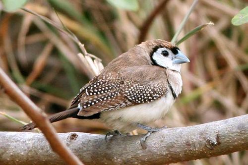 Double-barred Finch | Taeniopygia bichenovii photo