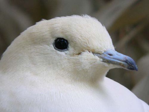 Pied Imperial-Pigeon | Ducula bicolor photo