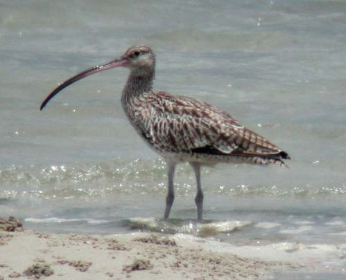 Eastern Curlew | Numenius madagascariensis photo