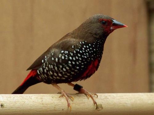 Painted Firetail | Emblema pictum photo