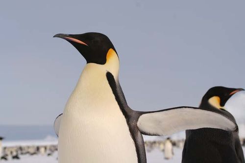 Emperor Penguin | Aptenodytes forsteri photo