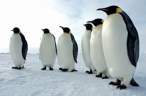 Emperor Penguin | Aptenodytes forsteri photo