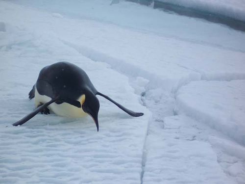 Emperor Penguin | Aptenodytes forsteri photo