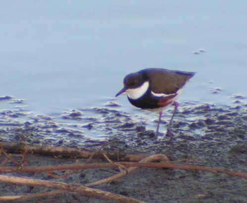 Red-kneed Dotterel | Erythrogonys cinctus photo