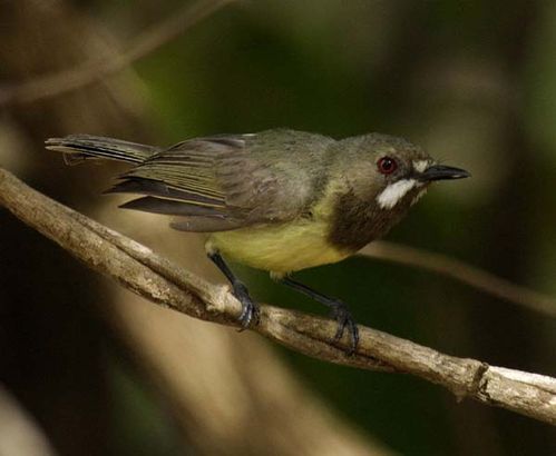 Fairy Gerygone | Gerygone palpebrosa photo