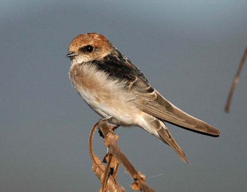 Fairy Martin | Petrochelidon ariel photo