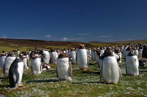 Gentoo Penguin | Pygoscelis papua photo