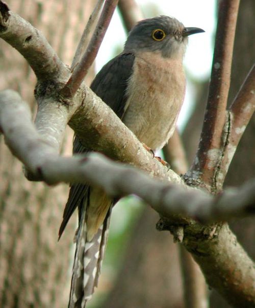 Fan-tailed Cuckoo | Cacomantis flabelliformis photo