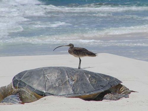 Eastern Curlew | Numenius madagascariensis photo