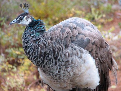 Indian Peafowl | Pavo cristatus photo