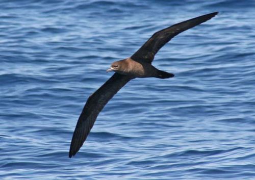 Flesh-footed Shearwater | Puffinus carneipes photo