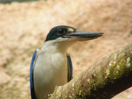 Forest Kingfisher | Todiramphus macleayii photo