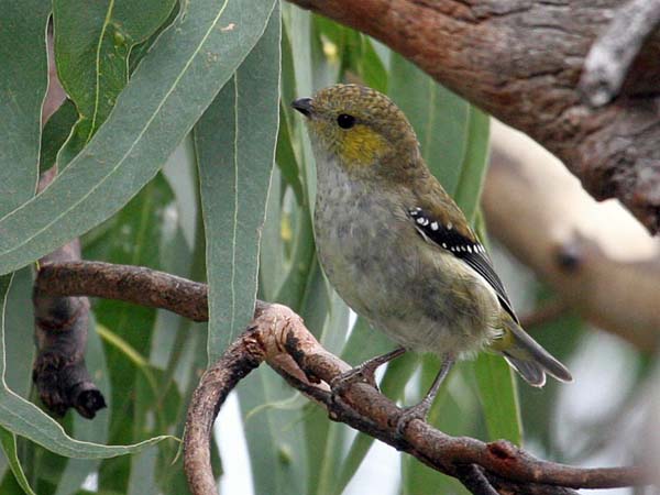 Forty-spotted Pardalote | Pardalotus quadragintus photo