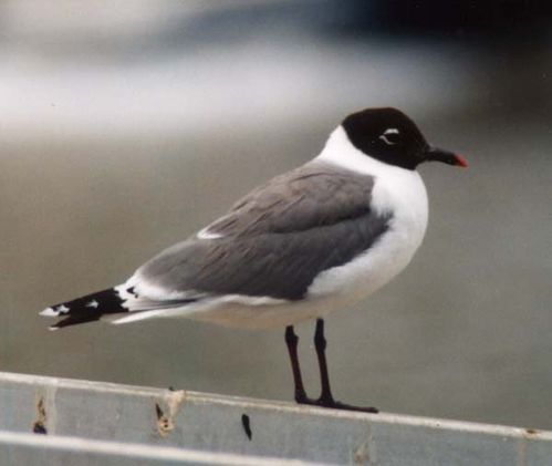 Franklins Gull | Larus pipixcan photo