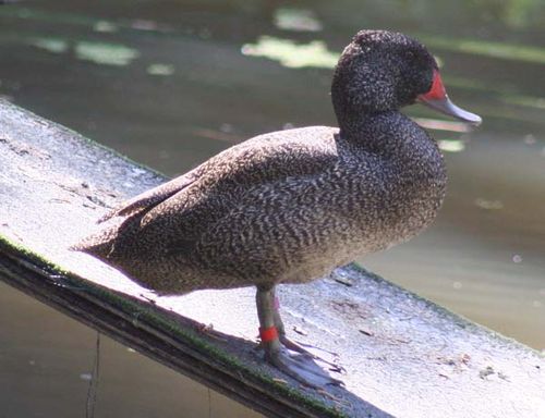 Freckled Duck | Stictonetta naevosa photo