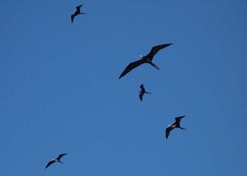 Lesser Frigatebird | Fregata ariel photo