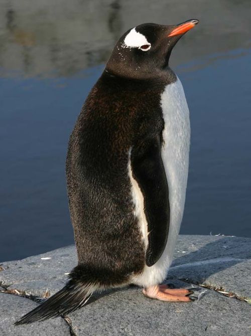 Gentoo Penguin | Pygoscelis papua photo