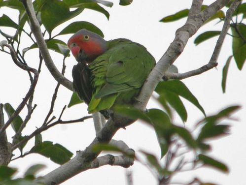 Red-cheeked Parrot | Geoffroyus geoffroyi photo