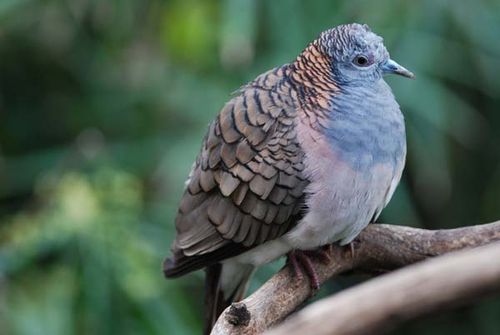 Bar-shouldered Dove | Geopelia humeralis photo