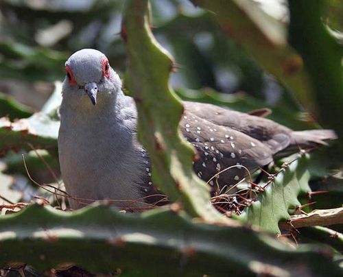 Diamond Dove | Geopelia cuneata photo