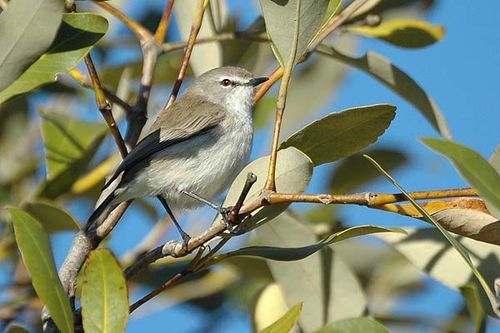 Mangrove Gerygone | Gerygone levigaster photo