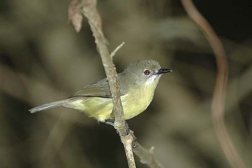 Fairy Gerygone | Gerygone palpebrosa photo