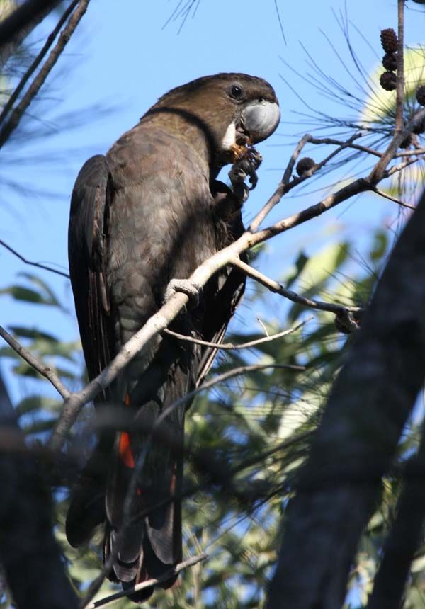 Glossy Black-Cockatoo | Calyptorhynchus lathami photo