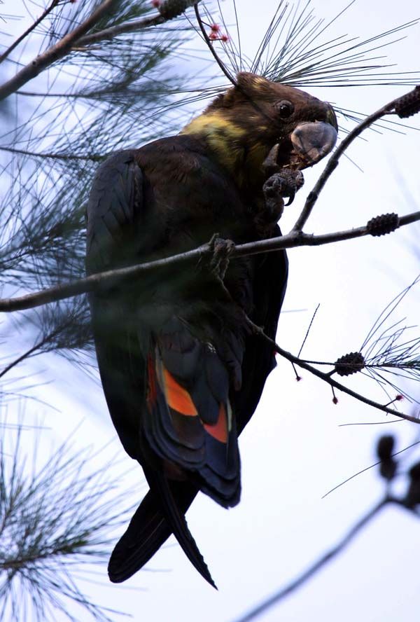 Glossy Black-Cockatoo | Calyptorhynchus lathami photo